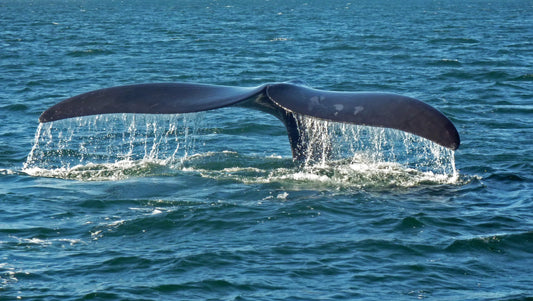 The tail of a diving whale