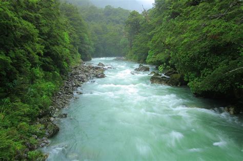 Photo of the Whanganui River running between forested hills
