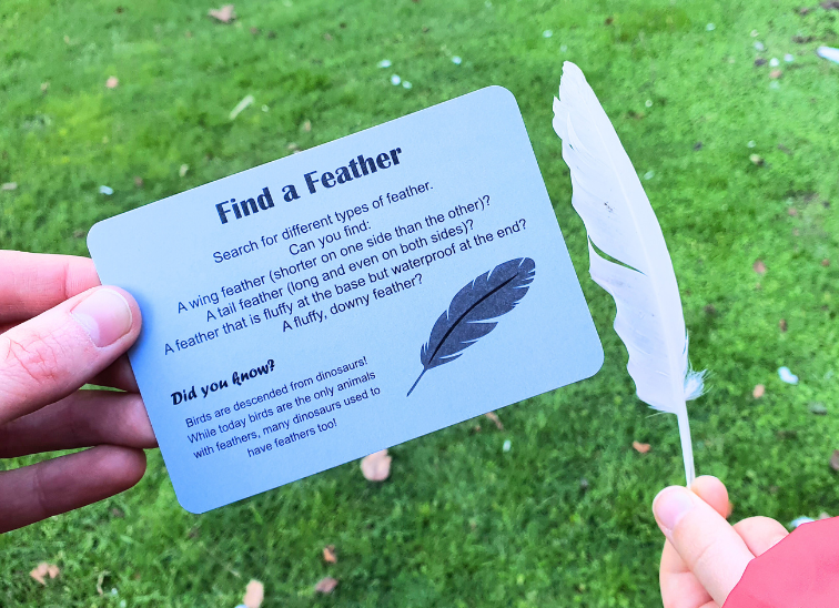 Kiwi Garden Treasure Hunt | Nature Fun Card Games 1