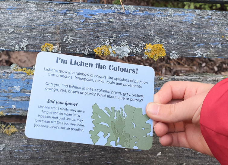 Kiwi Garden Treasure Hunt | Nature Fun Card Games 1
