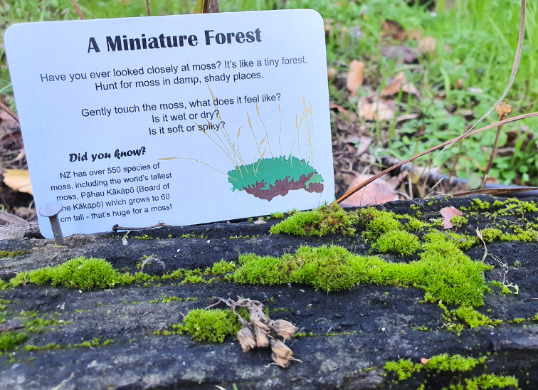 Kiwi Garden Treasure Hunt | Nature Fun Card Games 1