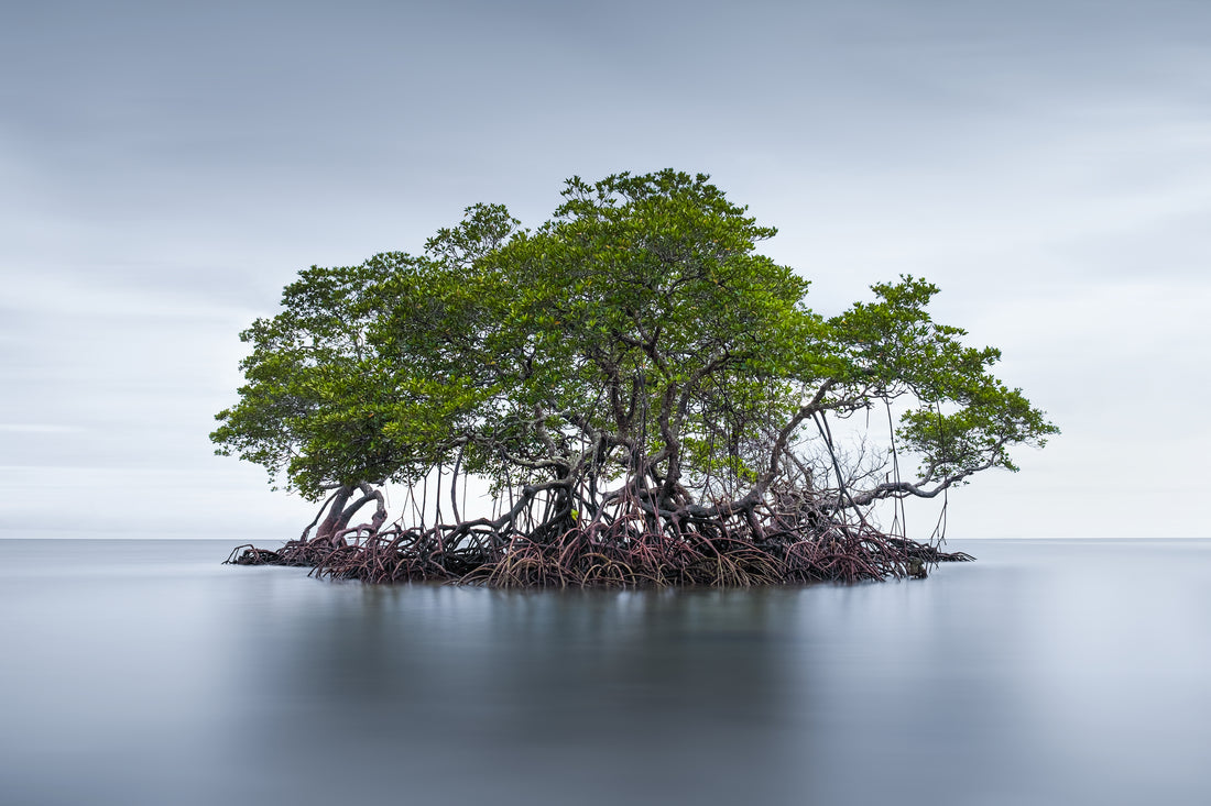 A small island of mangroves in a flat sea